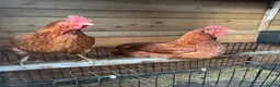 Chickens poultry for sale: Female Chickens - Advert 1