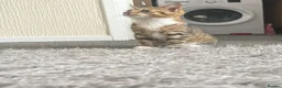 Mixed Breed cats for sale: 3half persian half tabby kittens  in Cardiff - Advert 6