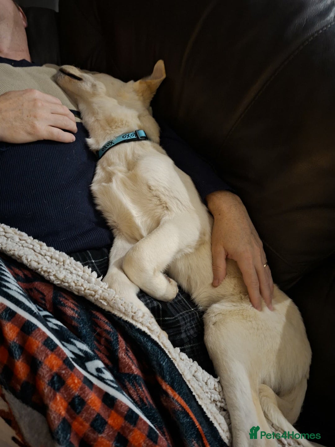 Mixed Breed dogs for adoption: George - north Walsham Norfolk  - Advert 4