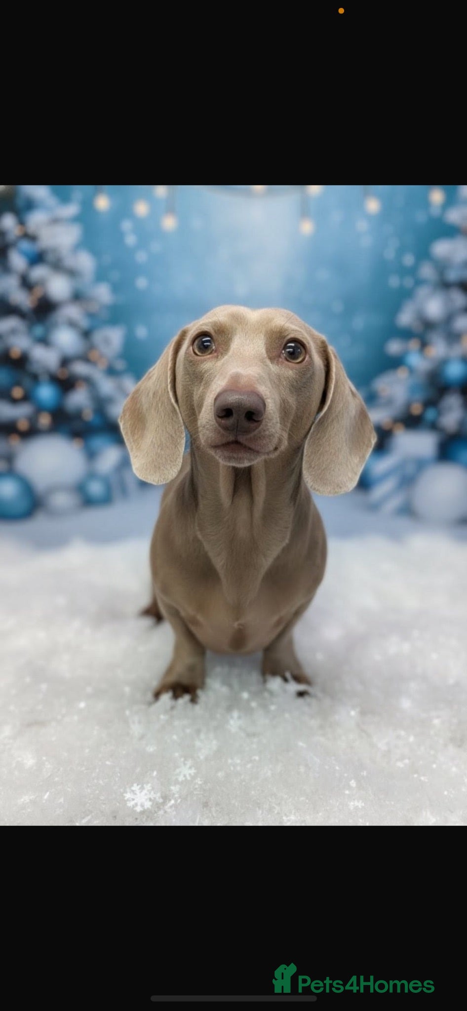 Miniature Dachshund dogs Miniature dachshund  - Advert 4