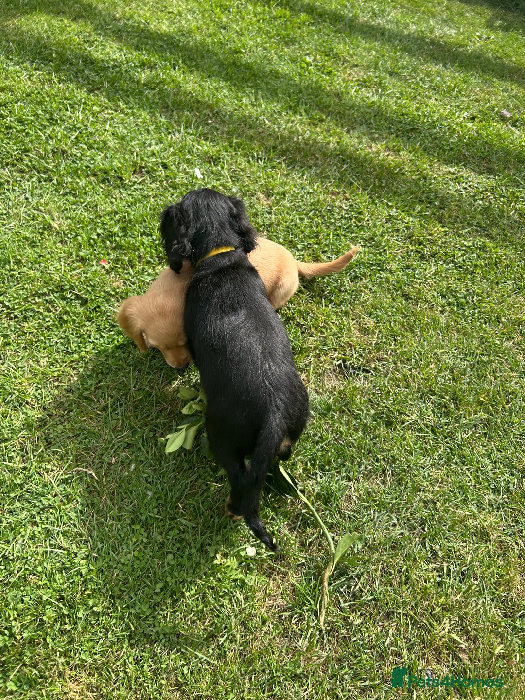 Mixed Breed dogs for sale: Jackapoo spaniel cross - hound puppies  - Image 28
