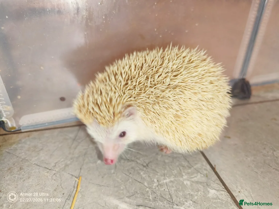 Pygmy Hedgehog rodents for sale: A very sad rehoming due to relocation and no pets  - Advert 4