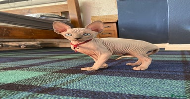 Sphynx cats - Advert 2