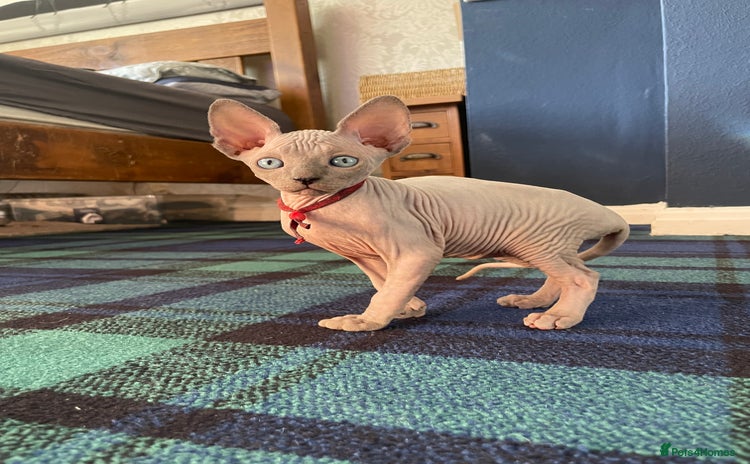 Sphynx cats - Advert 10
