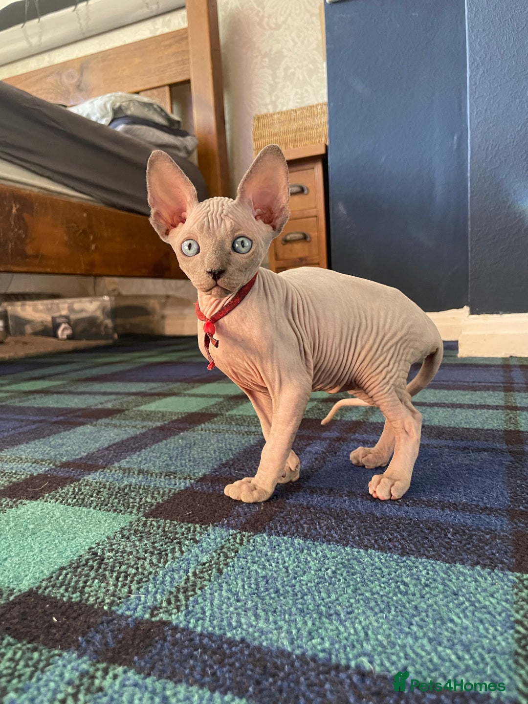 Sphynx cats for sale: Pedigree Sphynx kittens Tica Registered - Image 2