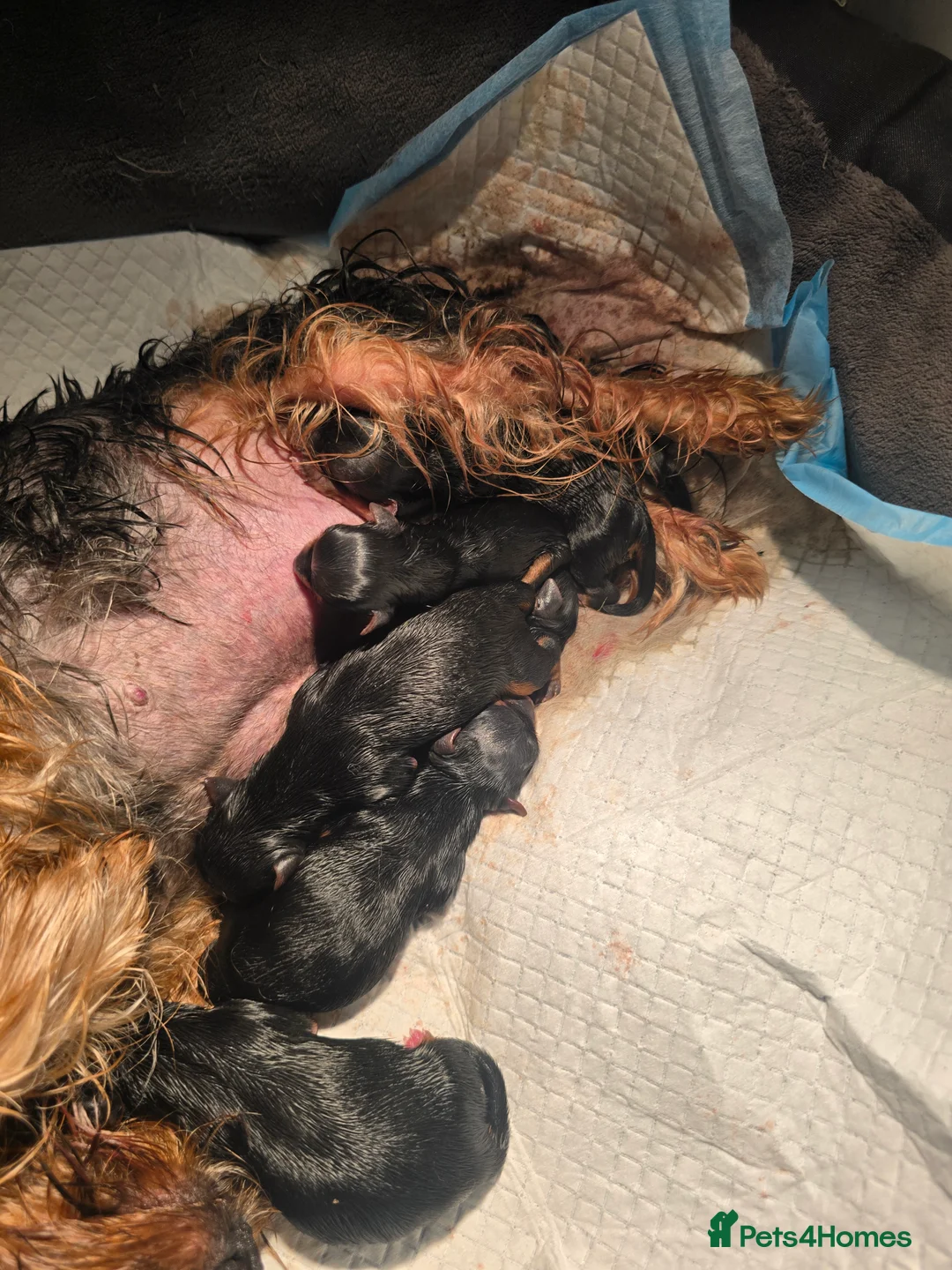 Yorkshire Terrier dogs for sale: beautiful black and tan Yorkshire terriers - Advert 5