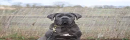 Cane Corso dogs for sale: Cane Corso Puppies | Elite Bloodline | 86kg Sire - Advert 8