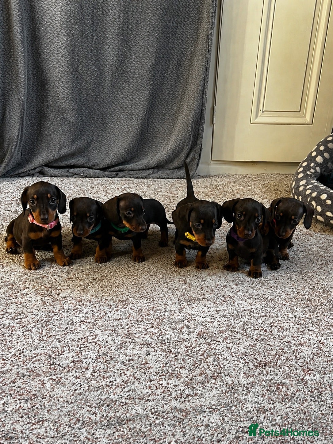 Miniature Dachshund dogs 6 chocolate and tan dachshunds  - Advert 4