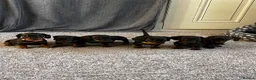 Miniature Dachshund dogs for sale: 6 chocolate and tan dachshunds  - Advert 1