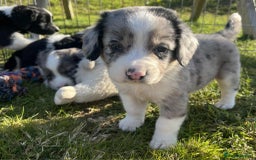 Sprollie dogs for sale: Beautiful Unique Sprollie Puppies - Image 11