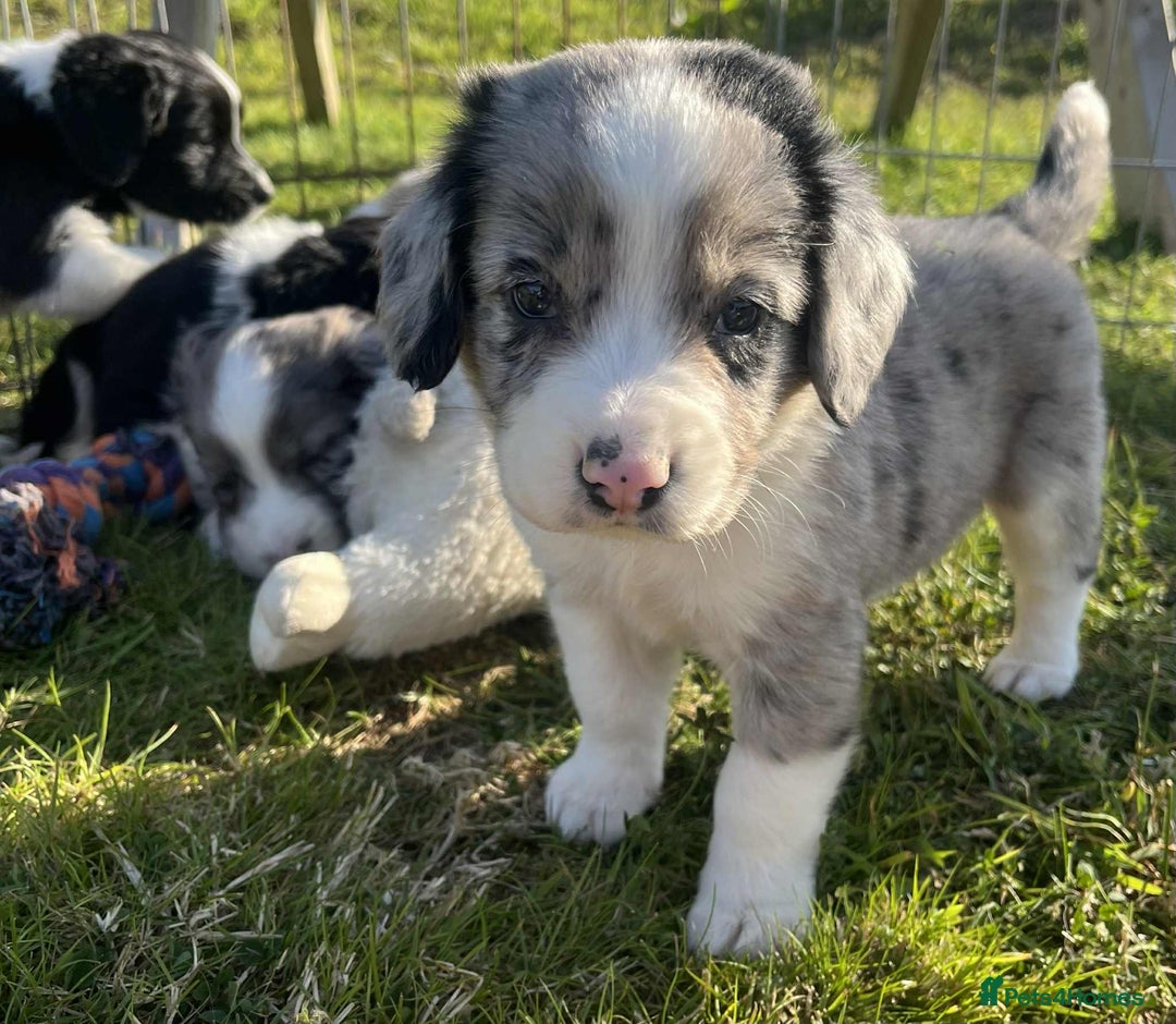 Sprollie dogs for sale: Beautiful Unique Sprollie Puppies - Image 11