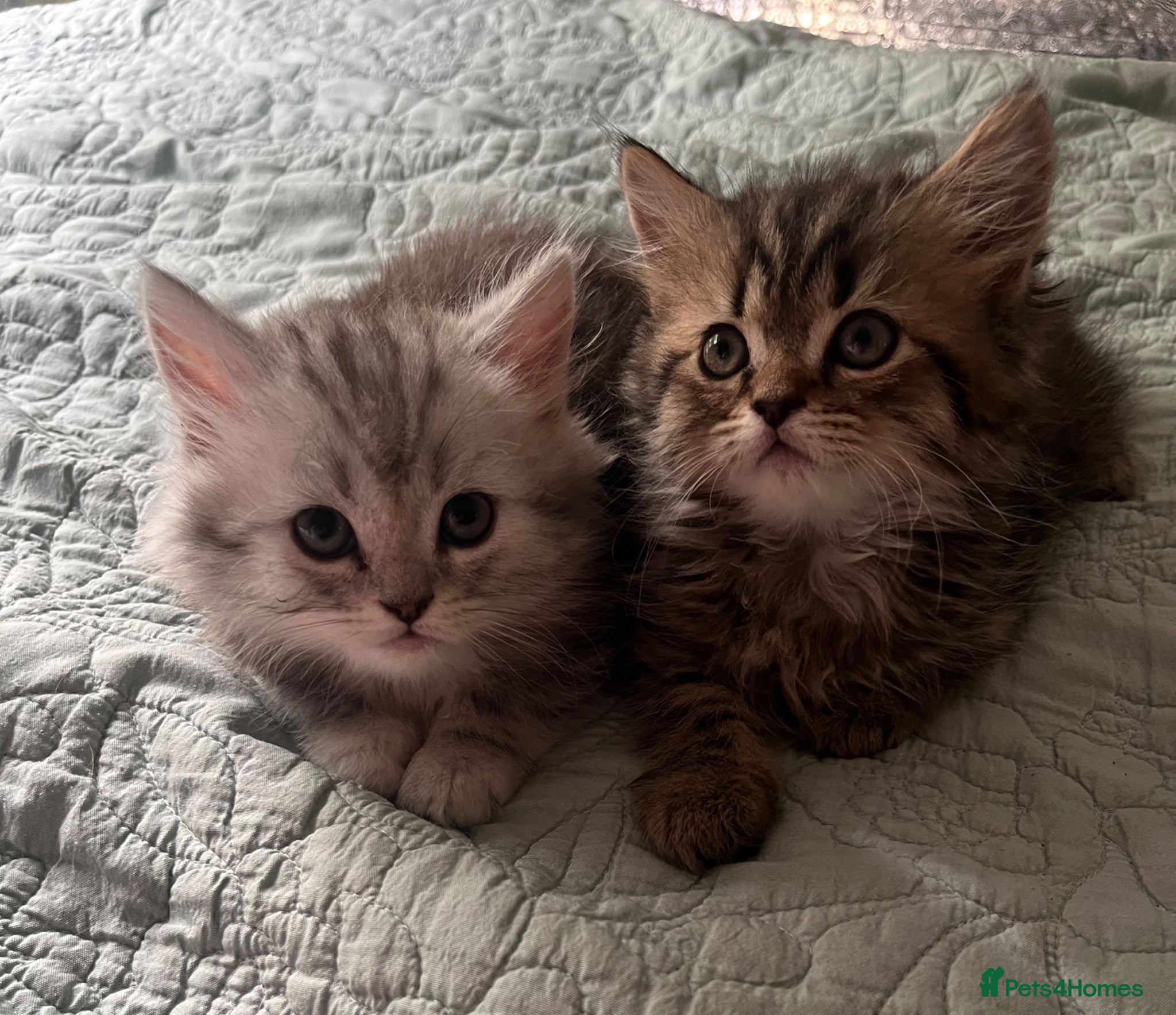 Persian cats Half persian kittens  - Advert 9