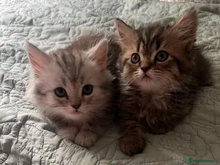 Persian cats Half persian kittens - Advert 11