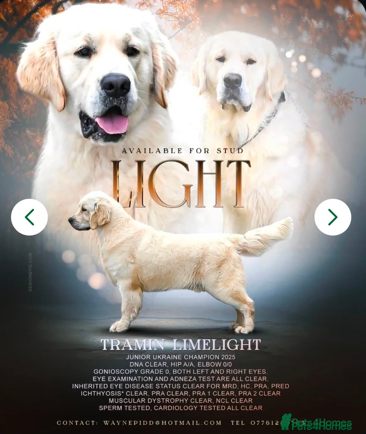 Golden Retriever dogs for sale: American line Golden Retriever puppies - Advert 5