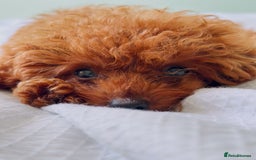 Toy Poodle dogs for sale: Asian Toy Poodle (Korean & Chineese) - Image 4