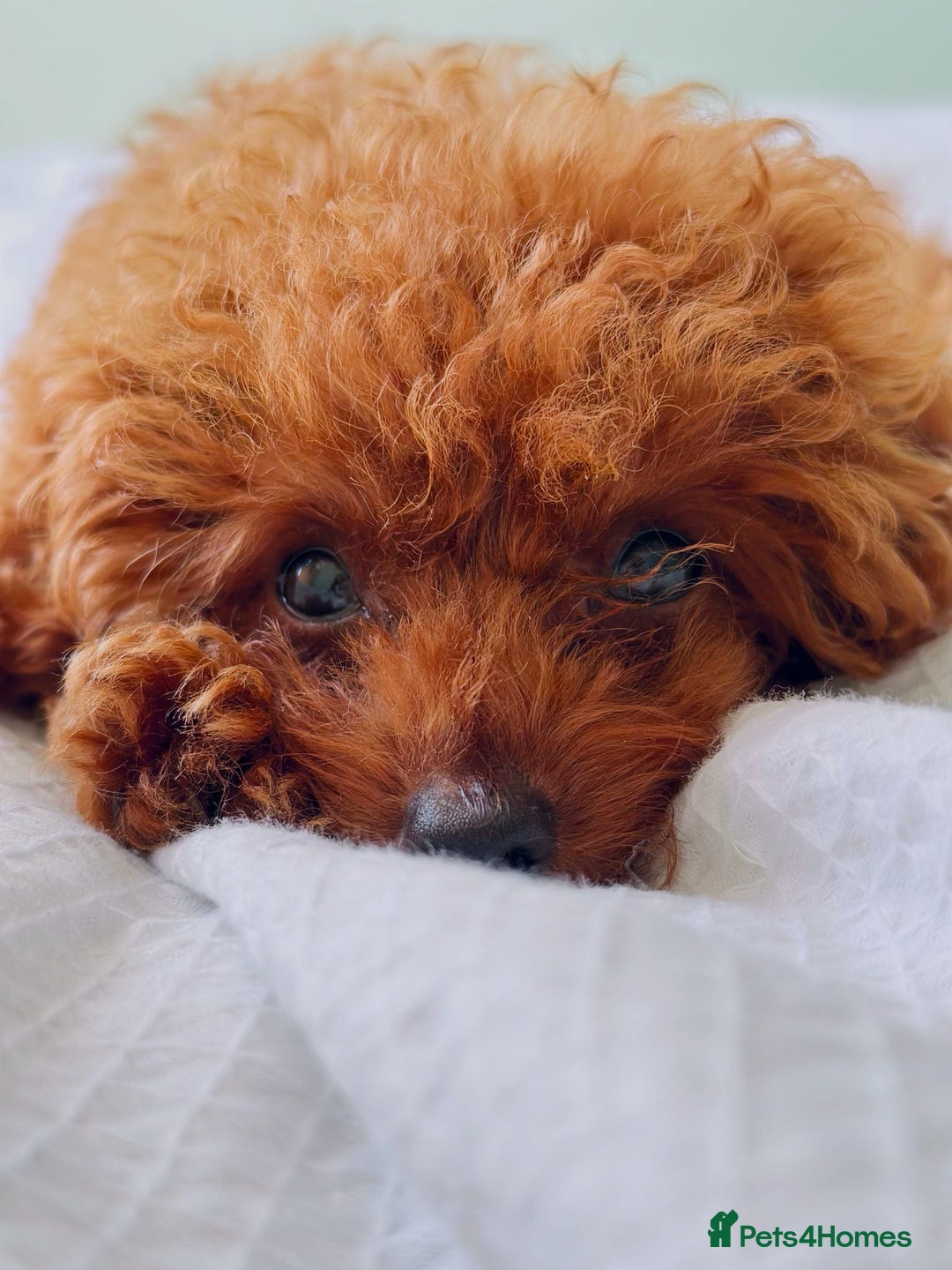 Toy Poodle dogs for sale: Asian Toy Poodle (Korean & Chineese) - Image 4