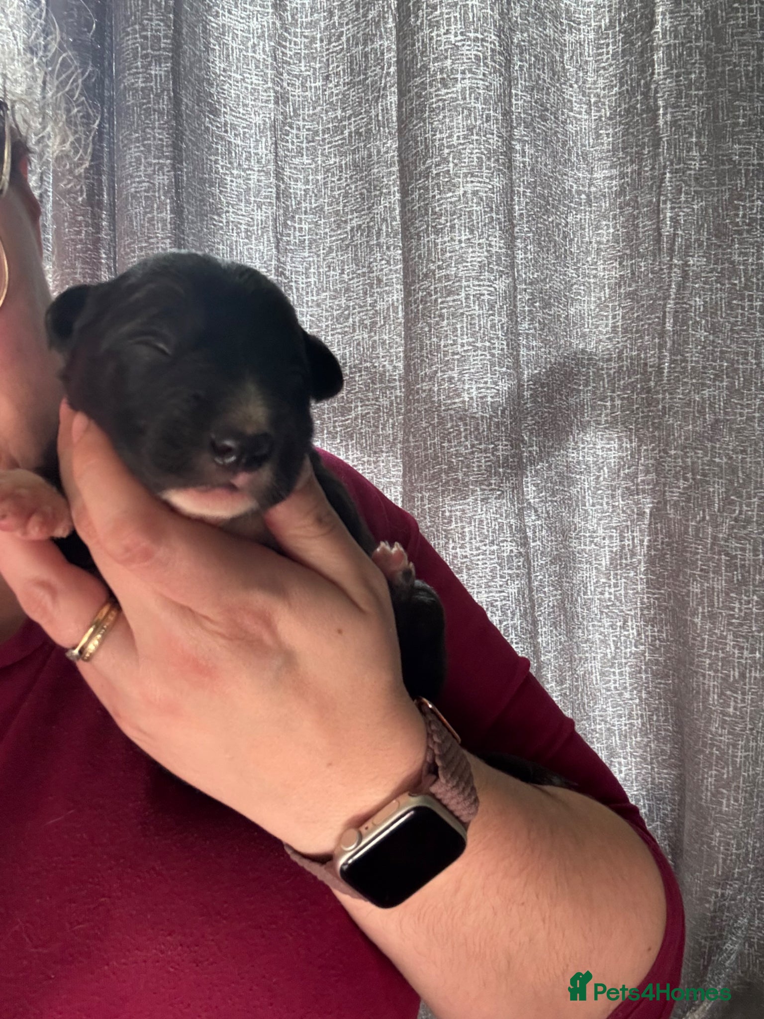 Mixed Breed dogs Beautiful Huntaway X Collie Pups  - Advert 2