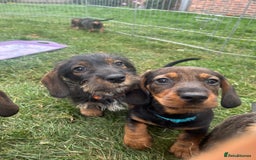 Dachshund dogs for sale: LAST 2 wirehaired dachshunds (teckels) - Image 12