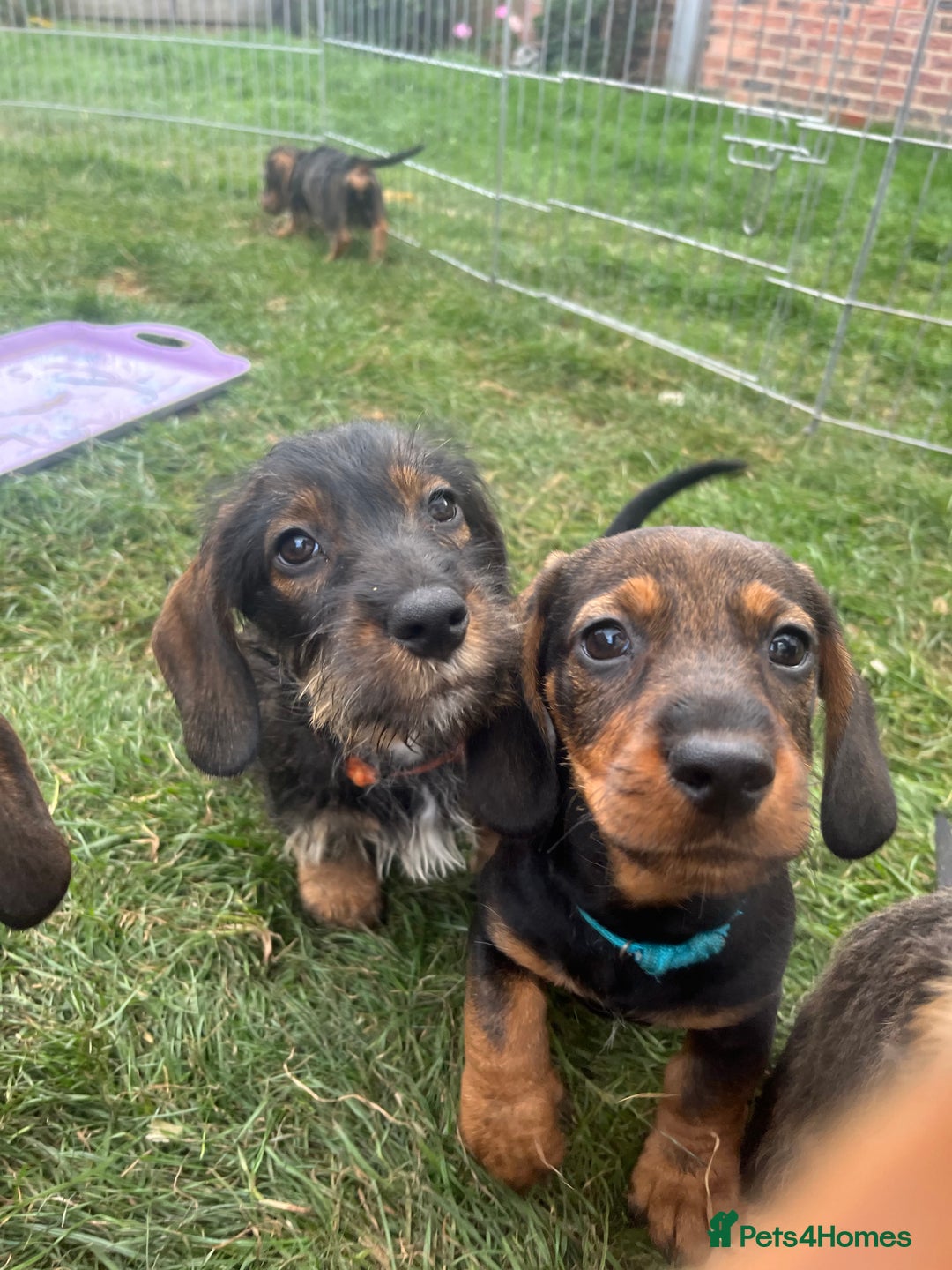 Dachshund dogs for sale: LAST 2 wirehaired dachshunds (teckels) - Image 12