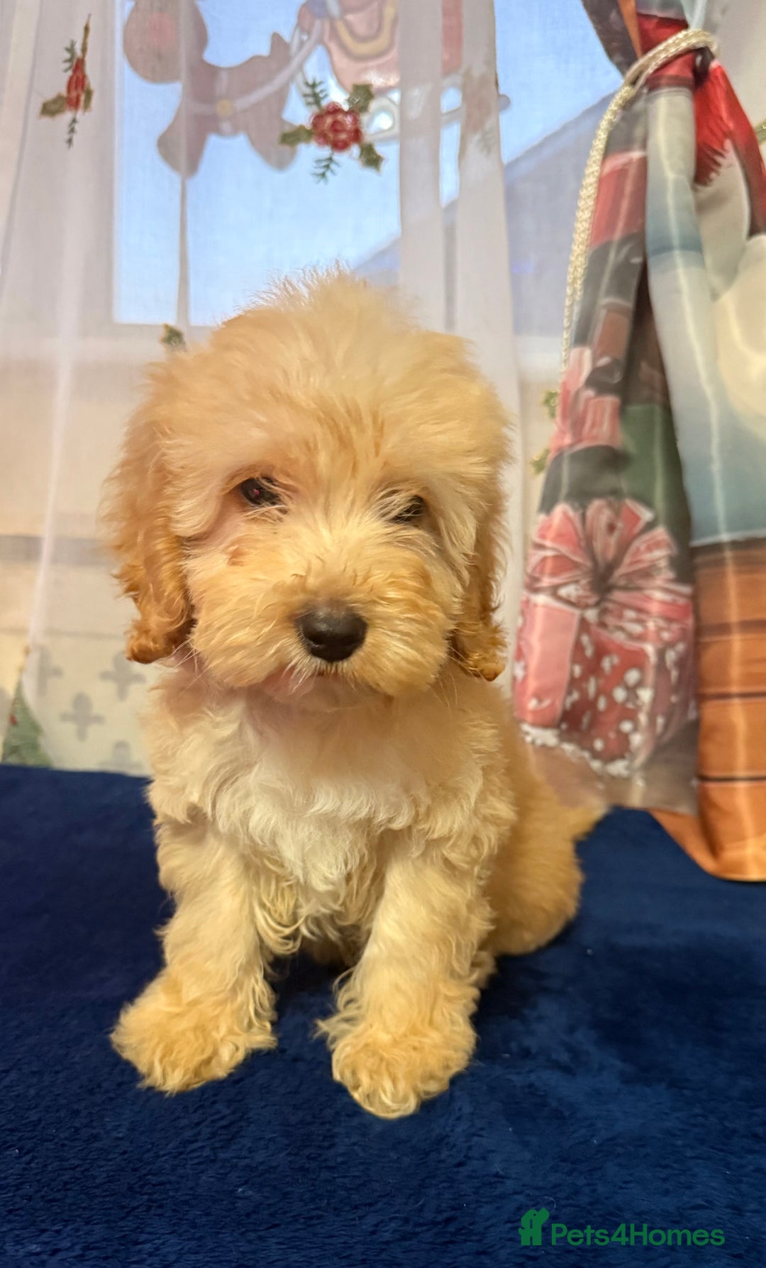 Cockapoo dogs for sale: Someone let me down ready to go🏚️ - Advert 2