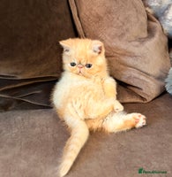 Exotic cats Supreme Quality Exotics - TICA reg - Advert 2