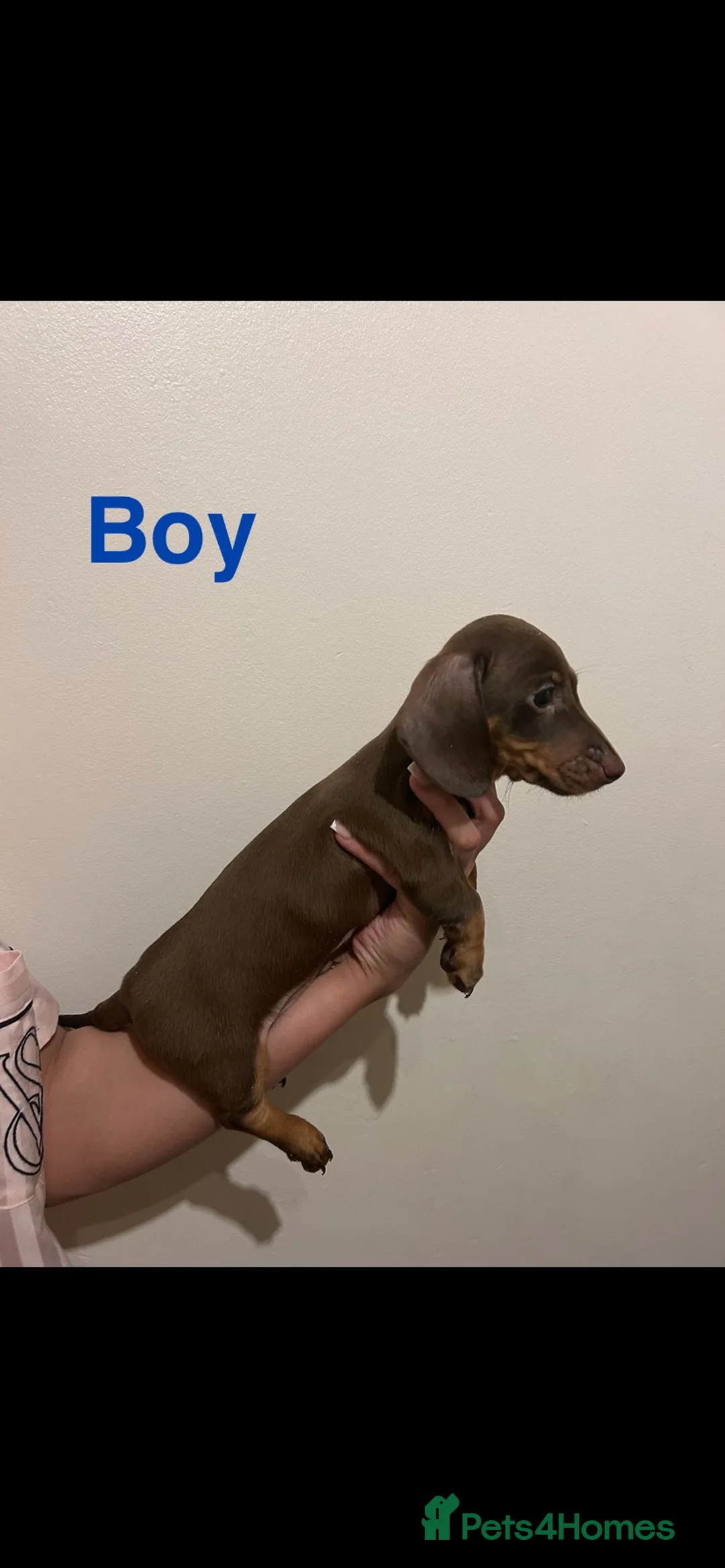 Dachshund dogs for sale: Beautiful little of KC registered mini daschunds - Advert 6
