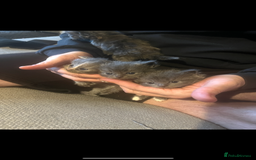 Ragdoll cats for sale: Ragdoll cats  - Image 1