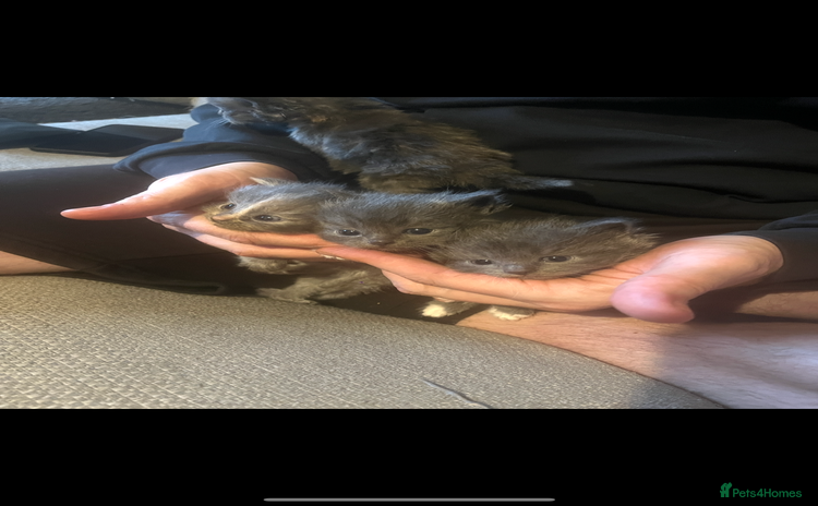 Ragdoll cats - Advert 12