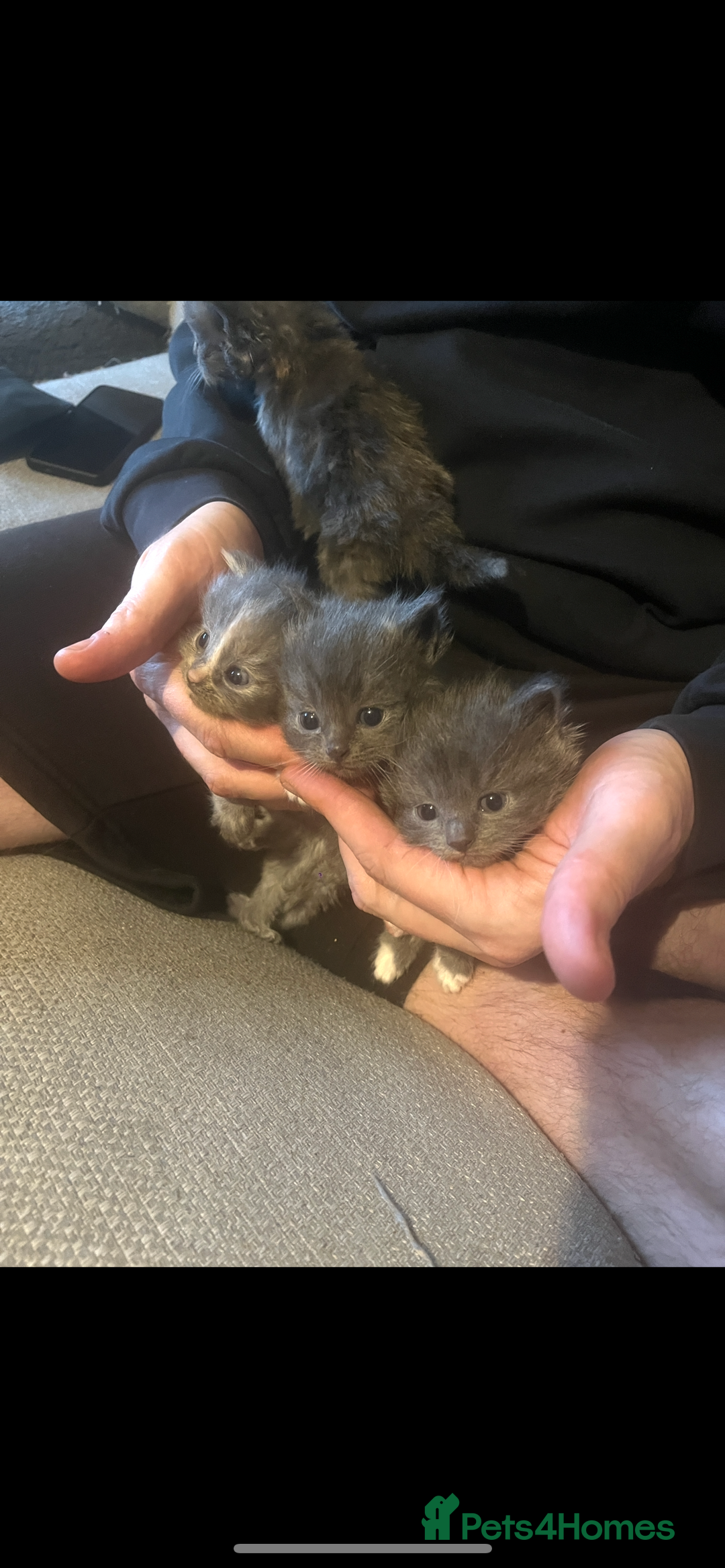 Ragdoll cats for sale: Ragdoll cats  - Image 1