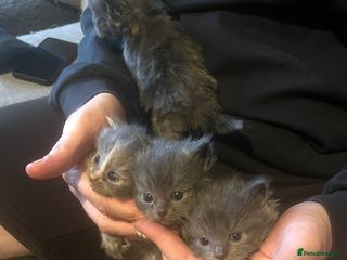 Ragdoll cats for sale - Advert 1