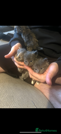 Ragdoll cats - Advert 1