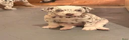 Dalmatian dogs for sale: 6 Dalmatian Puppies for Sale  in Heathfield - Advert 31