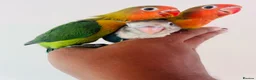 Lovebirds birds for sale: Hand reared lovebirds for sale  - Advert 15