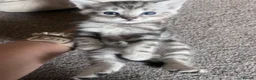 Bengal cats for sale: Half Bengal kittens  in Sowerby Bridge - Advert 10