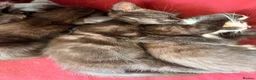 British Longhair cats for sale: 2 beautiful kittens  - Advert 7