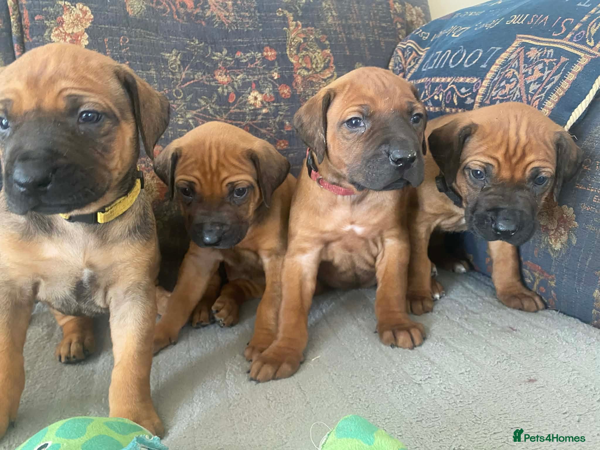 Rhodesian Ridgeback dogs KC reg Ridgeback puppies - Advert 2