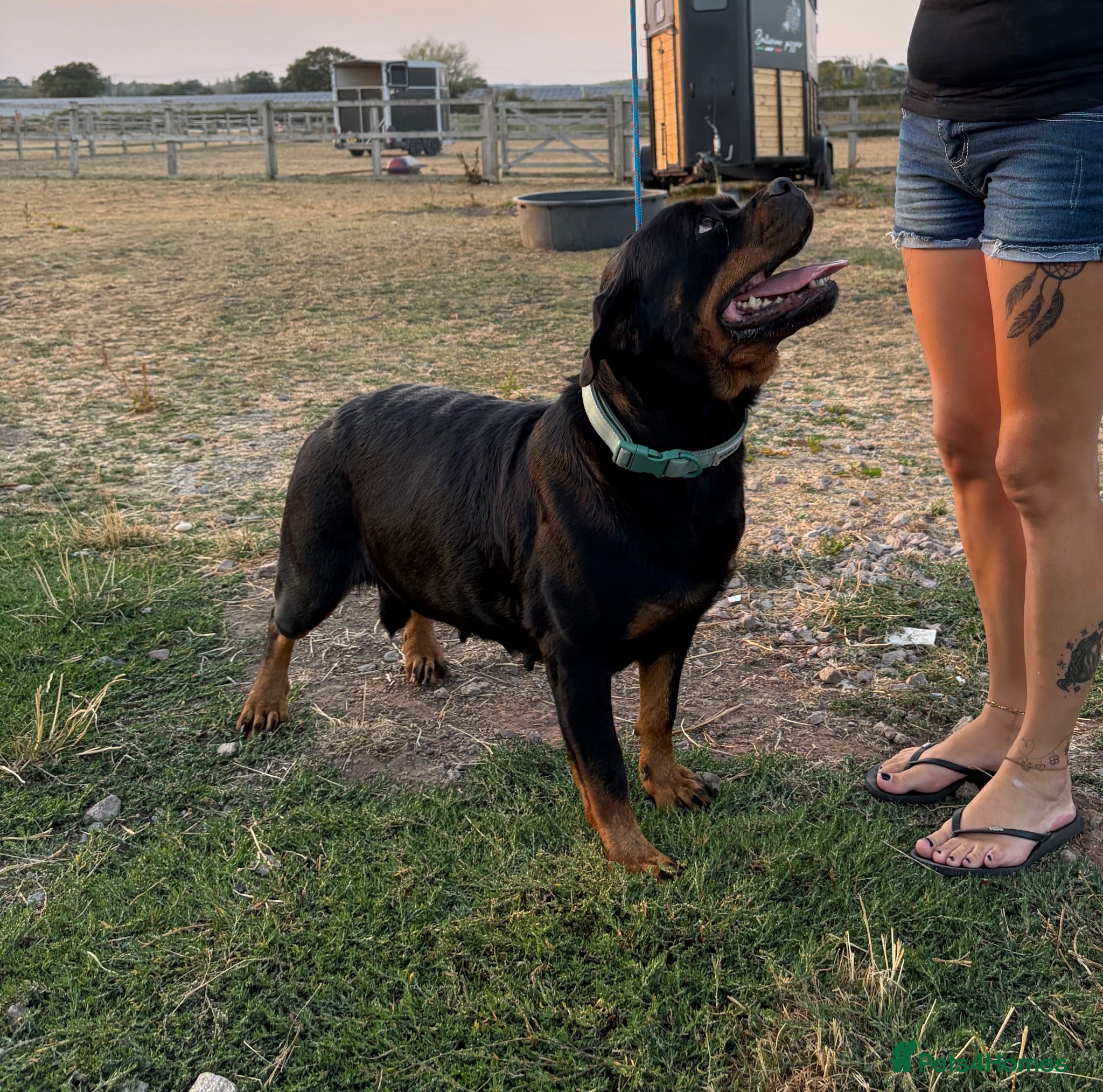 Rottweiler dogs KC ROTTWEILER PUPPIES DUE SOON  - Advert 2