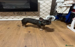 French Bulldog dogs for sale: Lilac & tan French bulldog  - Image 6
