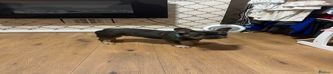 French Bulldog Puppy 1