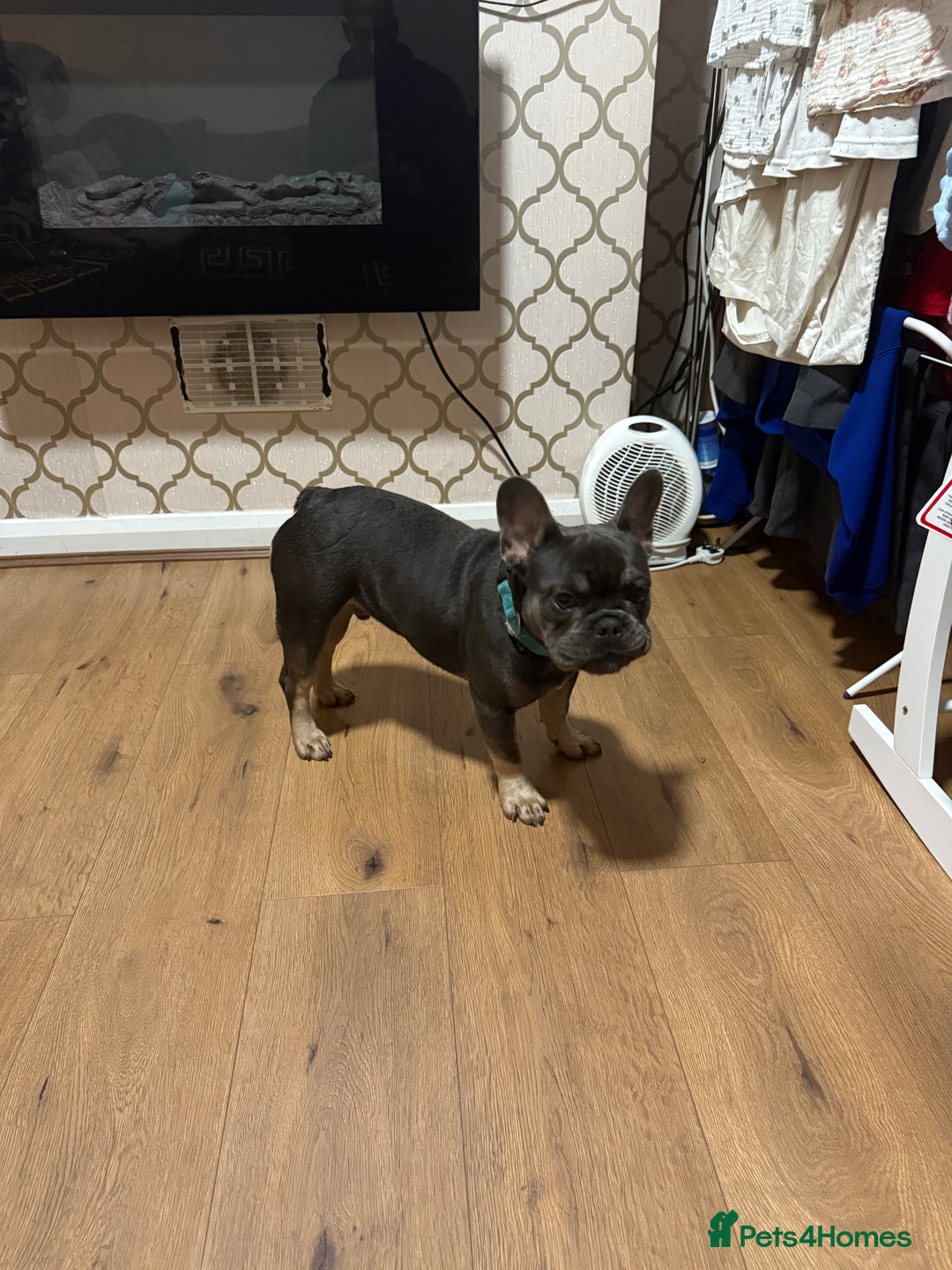 French Bulldog dogs for sale: Lilac & tan French bulldog  - Image 6
