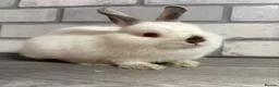 Netherland Dwarf rabbits for sale: Netherland Dwarf Baby Bunny - Advert 2