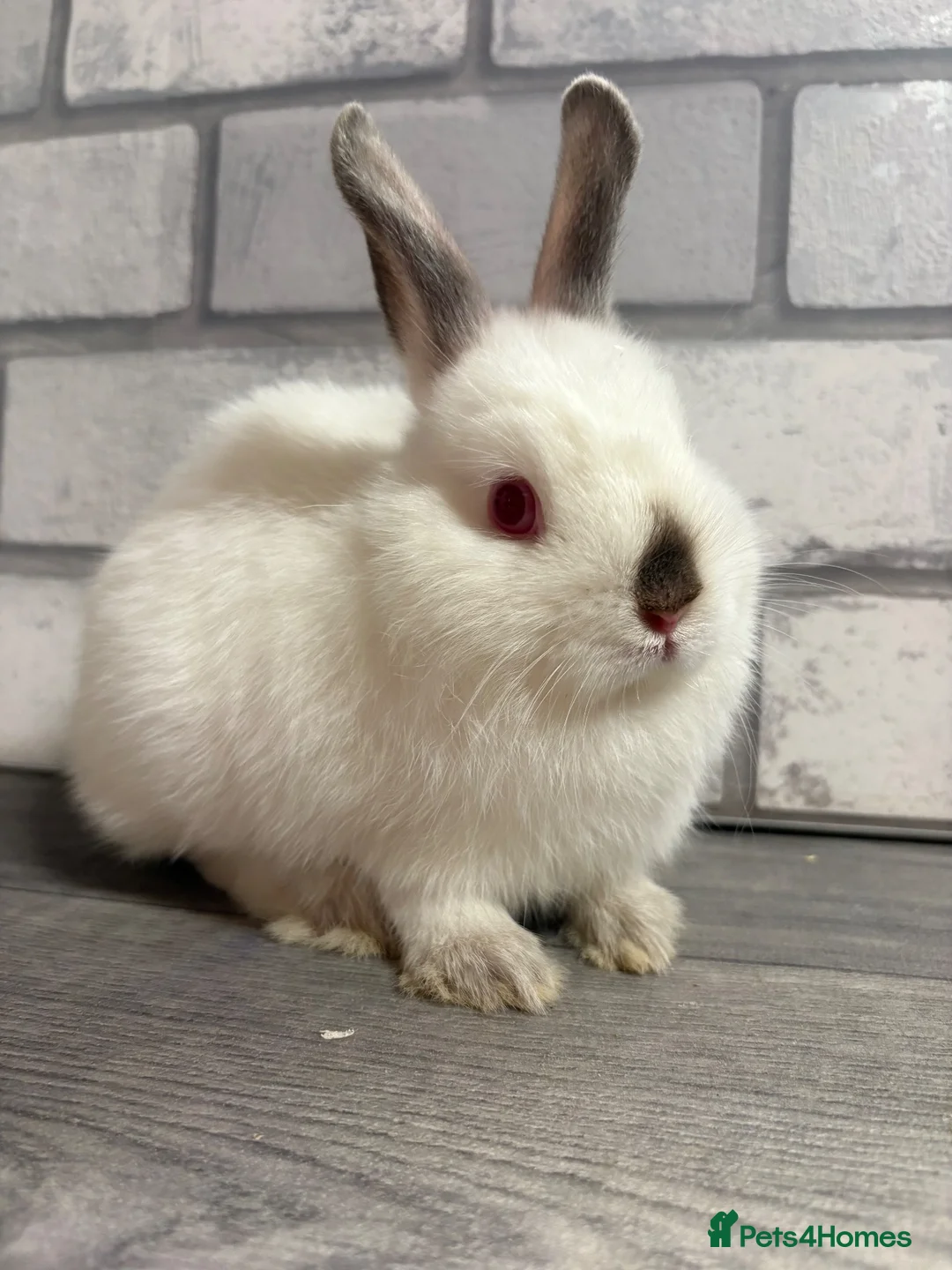 Netherland Dwarf rabbits for sale: Netherland Dwarf Baby Bunny - Advert 2