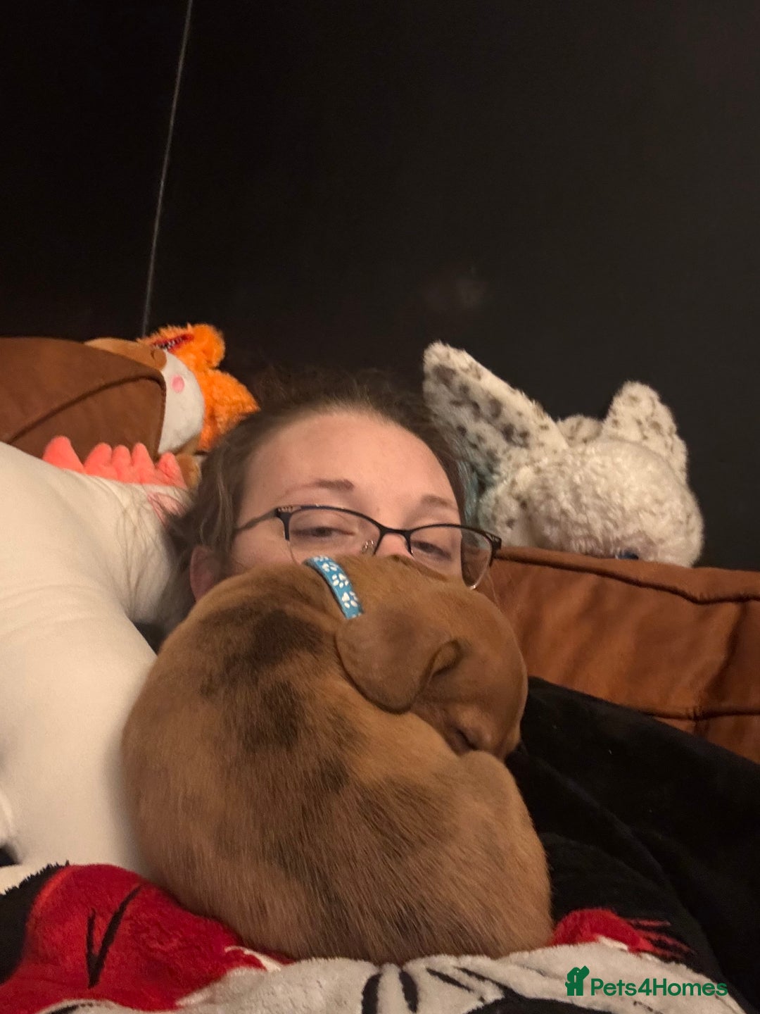 Mixed Breed dogs for sale: Jack russell x dachshund  - Advert 2