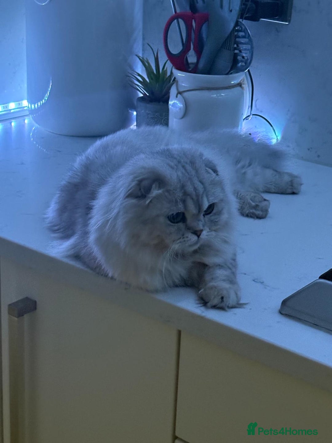Scottish Fold cats for sale: Spayed ScottishFold Queen - Image 2