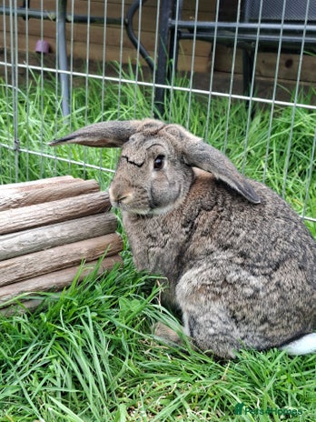 Dwarf Lop rabbits - Advert 14