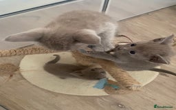Mixed Breed cats for sale: Oriental X Siamese kittens  - Image 35