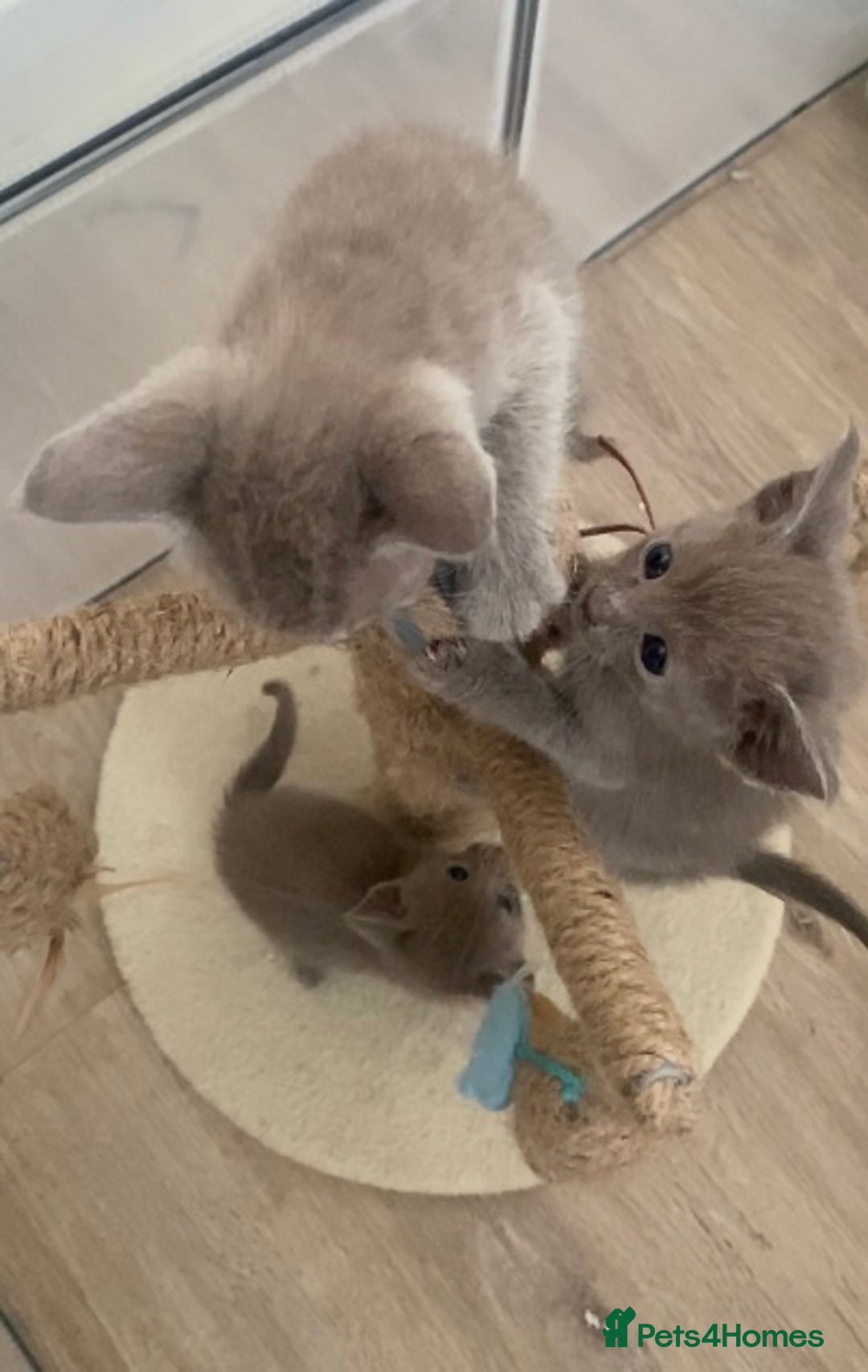 Mixed Breed cats for sale: Oriental X Siamese kittens  - Image 35