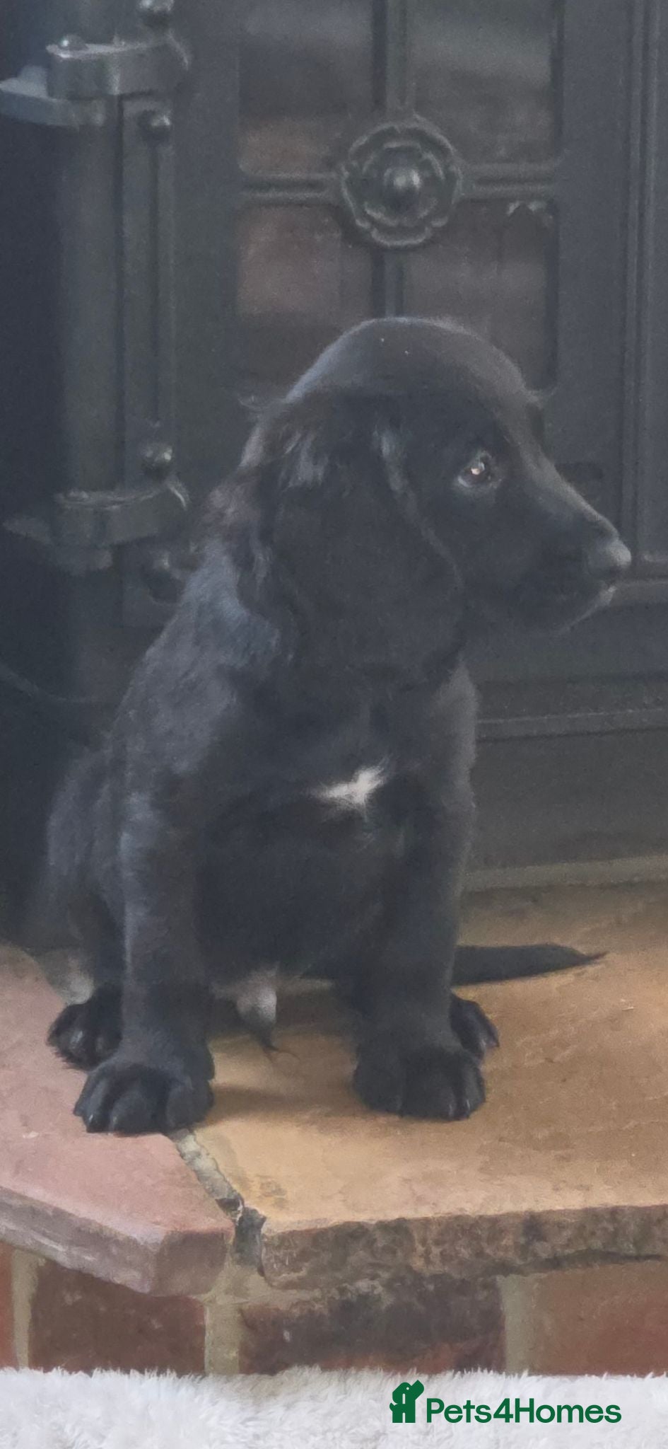 Cocker Spaniel dogs Cockerspaniel pups ready now quick sale - Advert 16