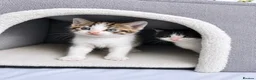 Mixed Breed cats for sale: 3 beautiful kittens  - Advert 3