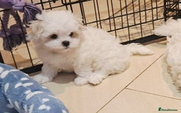 Maltese dogs for sale: Mini Maltese Puppys - Image 6